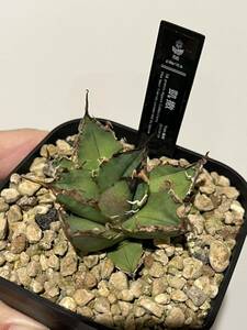  agave chitanotasi- The -