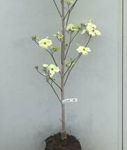 《現品》花水木（ハナミズキ）白花　樹高1.7ｍ（根鉢含まず）44【苗木/植木/花木/庭木/シンボルツリー/記念樹/ギフト/紅葉/ガーデニング】_画像2