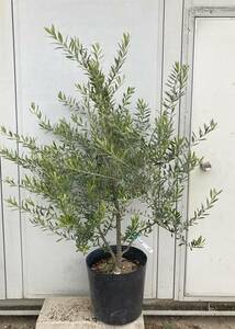 { reality goods } olive. tree Rucka height of tree 1.3m( root pot not included )15 { sapling / symbol tree / garden tree / plant / potted plant / evergreen tree / memory .}