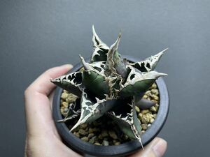 [. heart dragon ] departure root ending agave chitanota. heart dragon [lilplants]