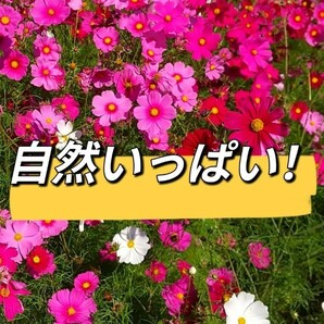 値下げ888→799円！新米！玄米！お試し【令和5年産】三重県 伊賀米 コシヒカリ 1.5㎏の画像4