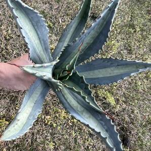 【農園直送】大サイズ AGAVE アガベ アメリカーナ エクスパンサ メディオピクタ americana v. expansa mediopicta 斑入り 全写真現品の画像2