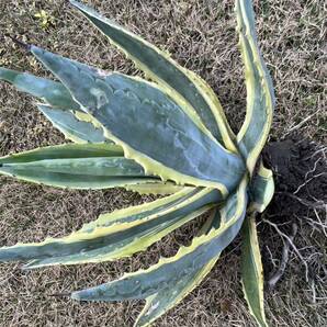 【農園直送】特大サイズ AGAVE アガベ アメリカーナ錦 アメリカーナ 斑入り 極上斑 Americana var.marginate 送料無料 全写真現品の画像6