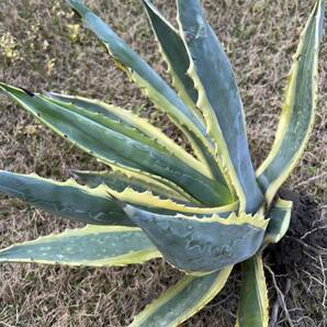 【農園直送】特大サイズ AGAVE アガベ アメリカーナ錦 アメリカーナ 斑入り 極上斑 Americana var.marginate 送料無料 全写真現品の画像2