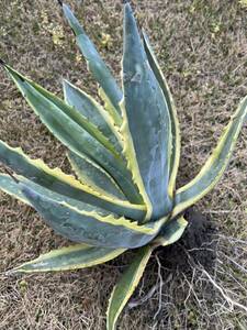 【農園直送】特大サイズ AGAVE アガベ アメリカーナ錦　アメリカーナ　斑入り　極上斑　Americana var.marginate 送料無料　全写真現品