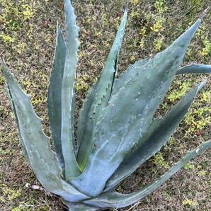 【農園直送】超特大サイズ 希少 AGAVE アガベ アメリカーナ Agave americana シルバーブルー 送料無料 全写真現品 の画像1