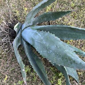 【農園直送】超特大サイズ 希少 AGAVE アガベ アメリカーナ Agave americana シルバーブルー 送料無料 全写真現品 の画像9