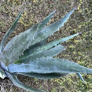 【農園直送】超特大サイズ 希少 AGAVE アガベ アメリカーナ Agave americana シルバーブルー 送料無料 全写真現品 の画像6