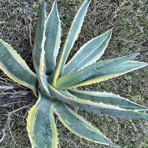 【農園直送】特大サイズ AGAVE アガベ アメリカーナ錦 アメリカーナ 斑入り 極上斑 Americana var.marginate 送料無料 全写真現品の画像9