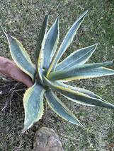 【農園直送】特大サイズ AGAVE アガベ アメリカーナ錦　アメリカーナ　斑入り　極上斑　Americana var.marginate 送料無料　全写真現品_画像8