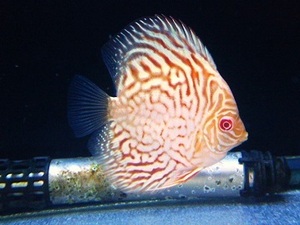 * free shipping *a ruby no Golden checker board discus ③