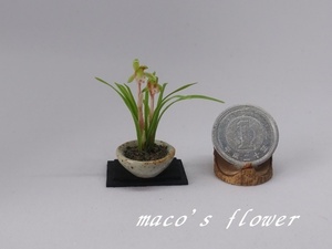 maco's miniature flower♪春蘭の鉢植え♪