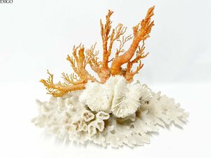 ★珊瑚 サンゴ 原木 コーラル 白 橙色 置物 枝 総重量 約772g 約25cm×15cm 観賞用 オブジェ インテリア 130GO-4