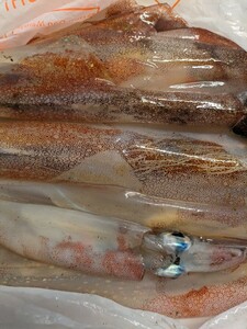  Hagi production ....yali squid . squid 1.5kg