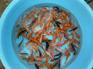 特価88☆錦鯉稚魚☆鯉仔　7～11ｃｍ　2Kg 150匹前後（大型魚、爬虫類の生餌　餌鯉　金魚すくい　子赤の代用）【松尾養魚場】生産者直送