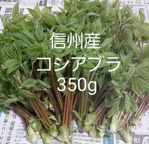 信州小谷産　採れたて　コシアブラ　350g　送料込　山菜