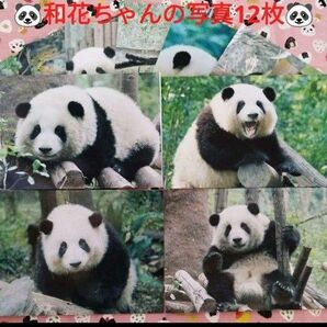 【レア品！新品・未使用品】パンダ 和花ちゃん 写真12枚セット