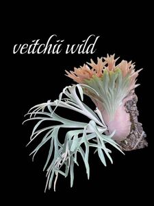 veitchii wild[just platycerium] staghorn fern 