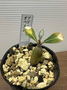 アデニウム　オベスム　砂漠の薔薇　実生苗　観葉植物