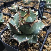 【FK PLANTS】 Agave titanota 'Caesar' （小株）_画像2