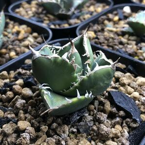 【FK PLANTS】 Agave titanota '南アフリカダイヤモンド' （子株）の画像5