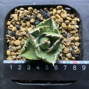 【FK PLANTS】 Agave titanota '南アフリカダイヤモンド' （子株）の画像6