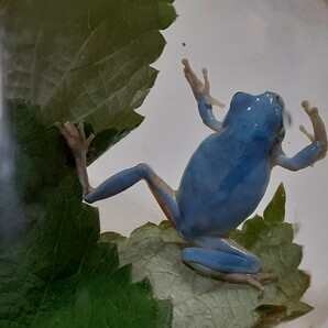 今年5匹目！ 高知県四万十川 天然アマガエル 水色・青色・ブルー あまがえるの画像8