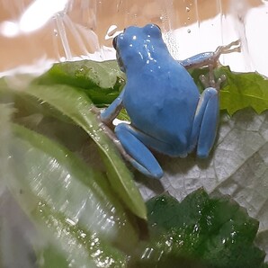 今年5匹目！ 高知県四万十川 天然アマガエル 水色・青色・ブルー あまがえるの画像9