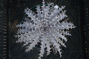 Dyckia ‘Throwing Star’ (ディッキア　スローイングスター)以下検索用　ブロメリア　アガベ　多肉