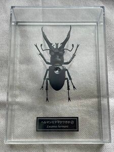ヘルマンミヤマクワガタ ディアゴスティーニ 世界の昆虫 フィギュア 模型