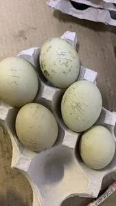 コールダック 白×白　食用卵 有精卵 5個