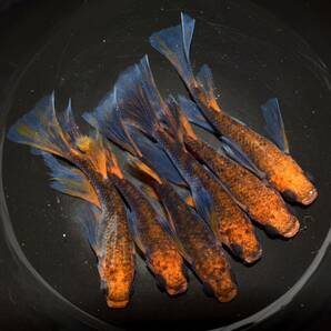 五色TypeRリアルロングフィン 有精卵35個 【保証分込】 特上種親 メダカ 卵 の画像2