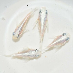 【雅めだか】ホワイトパールダルマ　稚魚5匹　画像親です