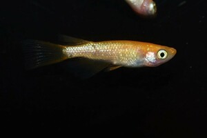 【雅めだか】紅華リアルロングフィン　若魚3ペア　メスは普通ヒレ　　現物出品　A2　色揚がりこれからです