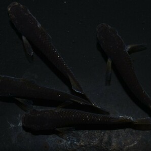 【雅めだか】ブラックマンバ 若魚2ペア  現物出品 A1 色揚がりこれからですの画像4