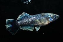 【雅めだか】ブラックマリアージュ光体型　稚魚10匹　画像親です。_画像2