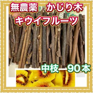 大人気！無農薬　かじり木　キウイフルーツ　中枝　90本