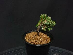 [bya comb n].... pine |yatsufsaezomatsu height of tree 5. shohin bonsai mini bonsai bonsai excellent material No109-6