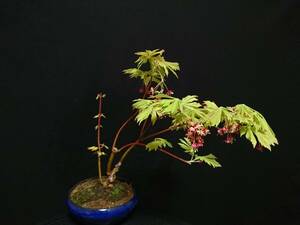 [bya comb n]. leaf [ Mai ..]|momiji[ Mike jak] height of tree 24. shohin bonsai mini bonsai bonsai maple bonsai excellent material No6-10