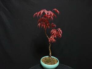 [bya comb n]. leaf [....]|momiji[shoujouno blur ] futoshi . height of tree 34. shohin bonsai mini bonsai maple bonsai excellent material No3-10