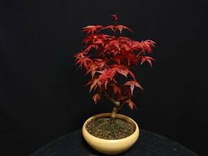 [bya comb n]. leaf [...]|momiji[teshoujou] height of tree 23. shohin bonsai mini bonsai bonsai maple bonsai excellent material No1-8