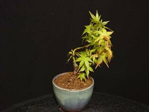 [bya comb n]... leaf [ deer island ]|yatsufsamomiji[kasima] height of tree 10. shohin bonsai mini bonsai . leaf bonsai excellent material No80-6