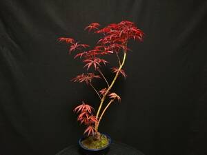 [bya расческа n]. лист [. зеркало ]|momiji[ алый kagami] высота дерева 47. shohin bonsai мини бонсай клен бонсай превосходный материалы No89-12