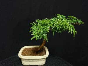 [bya comb n]. leaf [ Lion Mask ]|momiji[sisigasila] height of tree 16. shohin bonsai mini bonsai maple bonsai excellent material No58-8