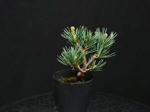 [bya comb n]. leaf pine [ 100 ten thousand stone ]|goyo horse tsu[hya bear n extremely ] height of tree 9. shohin bonsai mini bonsai bonsai . leaf pine bonsai excellent material No77-6