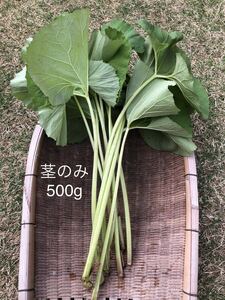 ふき 無農薬 茎のみ500g 落札後に収穫！鳥取産 山菜 蕗 フキ