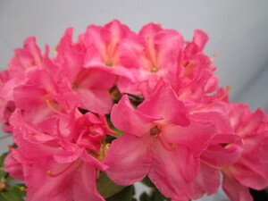 G3[ over n Mini rhododendron ] mail shipping possible [240 jpy ]* bonsai * deep mountain Kirishima * Yupack .... version 