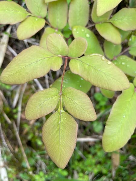 ゼンマイ（薇）３本　根付き