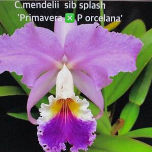 洋蘭 原種 カトレア C.mendelii splash ('Primavera' x 'Porcelana') sibの画像1