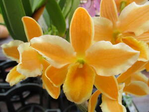 洋蘭 Den.Pittero Gold 'Diamond Rin’　開花中